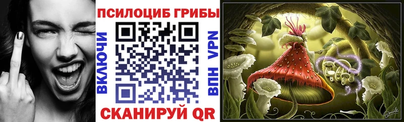 купить   Бузулук  Галлюциногенные грибы Psilocybe 